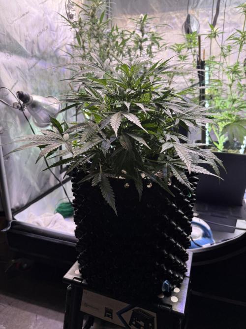 Bruce Banner 3- Autopot v Airpots. Week 7 - BB2-Day 45