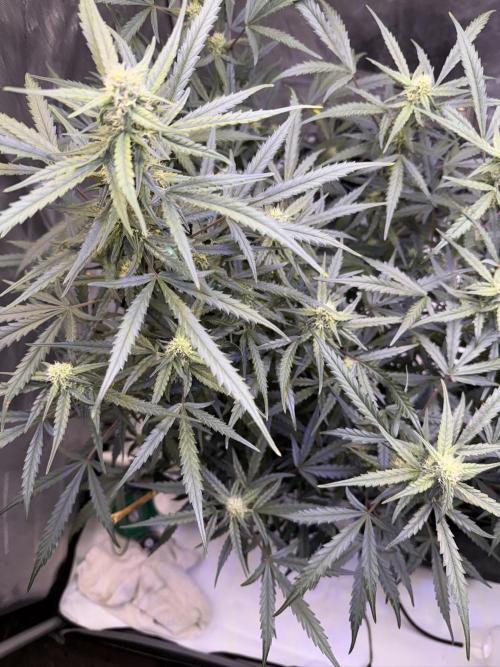 Cloudlab 866 Advance Grow Tent 5x5 (60 x 60 x 80). Week 8