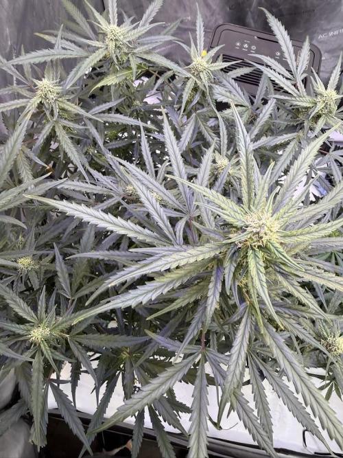 Cloudlab 866 Advance Grow Tent 5x5 (60 x 60 x 80). Week 8