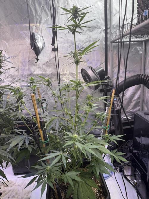 Bruce Banner 3- Autopot v Airpots. Week 7 - BB1-Day 47