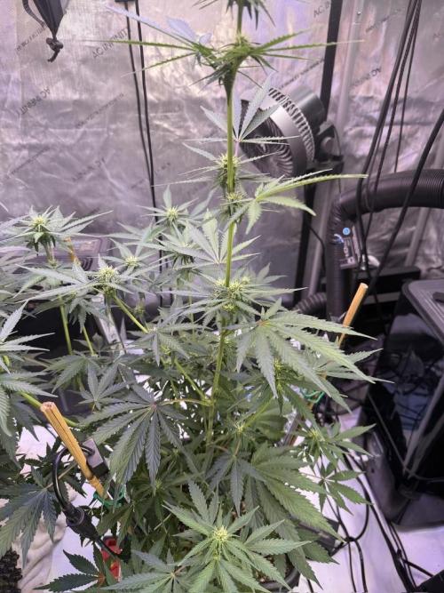 Bruce Banner 3- Autopot v Airpots. Week 7 - BB1-Day 47