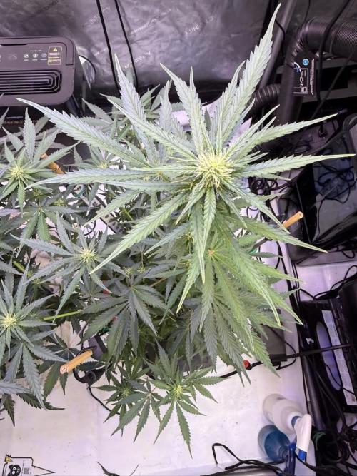 Bruce Banner 3- Autopot v Airpots. Week 7 - BB1-Day 47