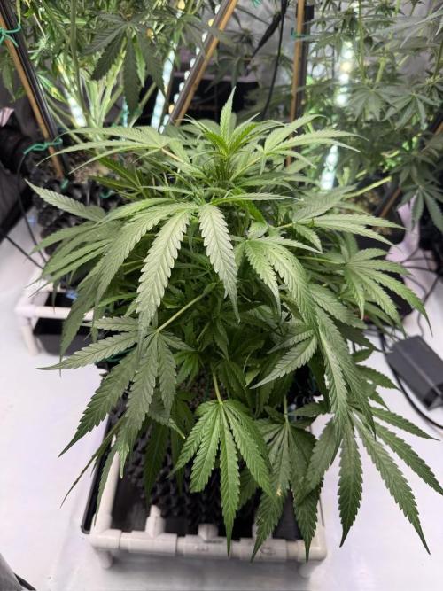 Bruce Banner 3- Autopot v Airpots. Week 7 - BB2-Day 47