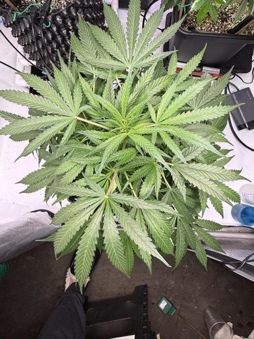 Bruce Banner 3- Autopot v Airpots. Week 7 - BB2-Day 47