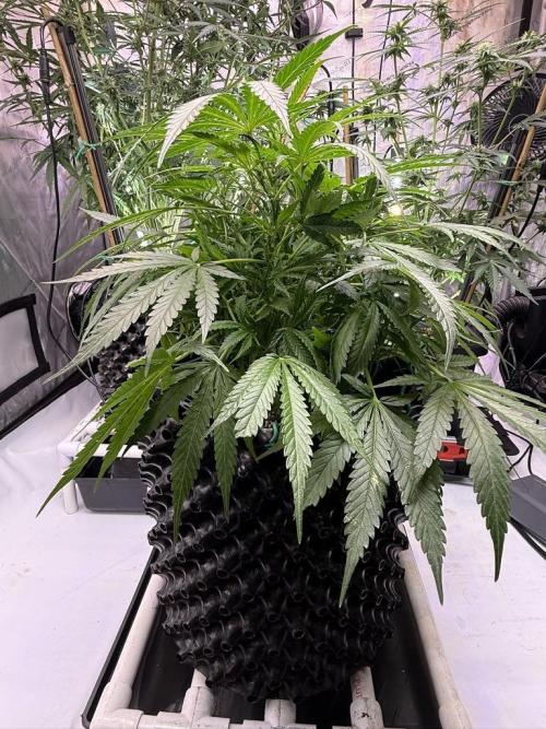 Bruce Banner 3- Autopot v Airpots. Week 7 - BB2-Day 47