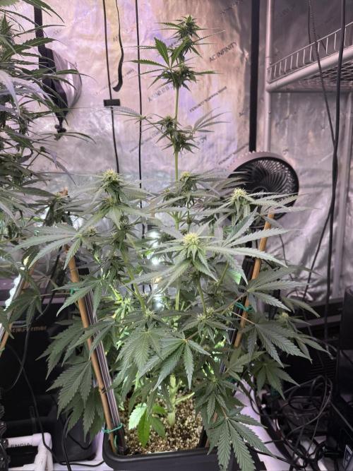 Bruce Banner 3- Autopot v Airpots. Week 7 - BB1-Day 49