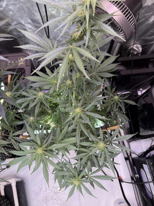 Bruce Banner 3- Autopot v Airpots. Week 7 - BB1-Day 49
