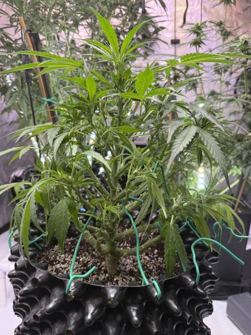 Bruce Banner 3- Autopot v Airpots. Week 7 - BB2-Day 48 LST  & Trim
