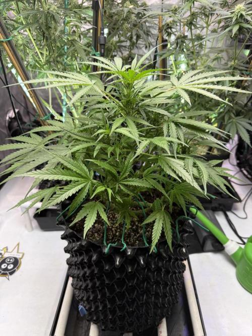 Bruce Banner 3- Autopot v Airpots. Week 7 - BB2-Day 49