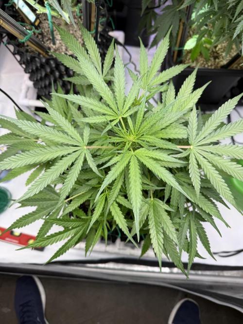 Bruce Banner 3- Autopot v Airpots. Week 7 - BB2-Day 49