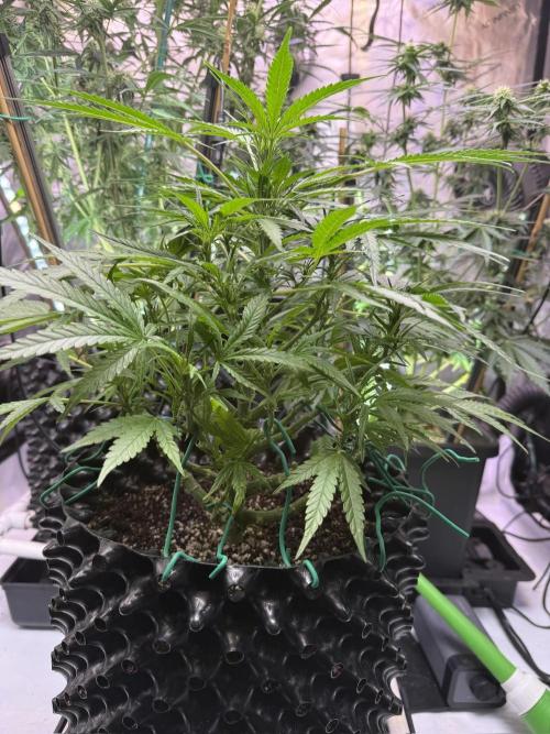 Bruce Banner 3- Autopot v Airpots. Week 7 - BB2-Day 49