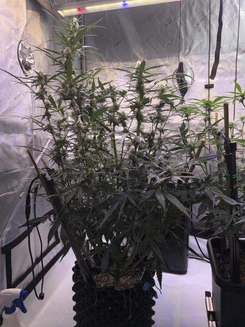Jack Herer Auto. Week 8 - Day 56
