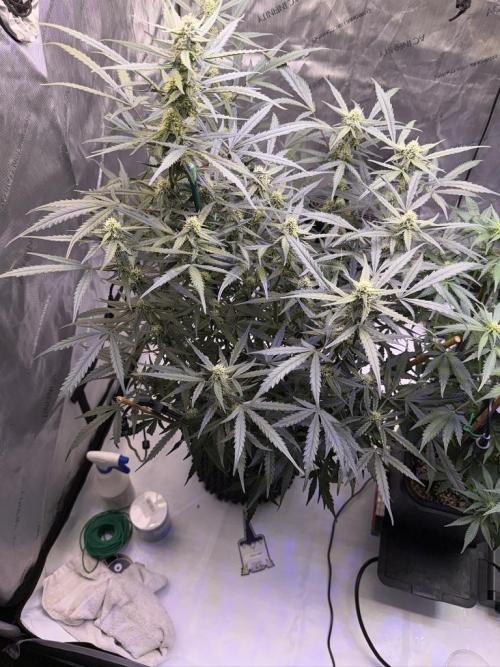 Jack Herer Auto. Week 8 - Day 56
