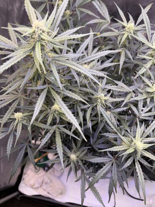 Jack Herer Auto. Week 8 - Day 56
