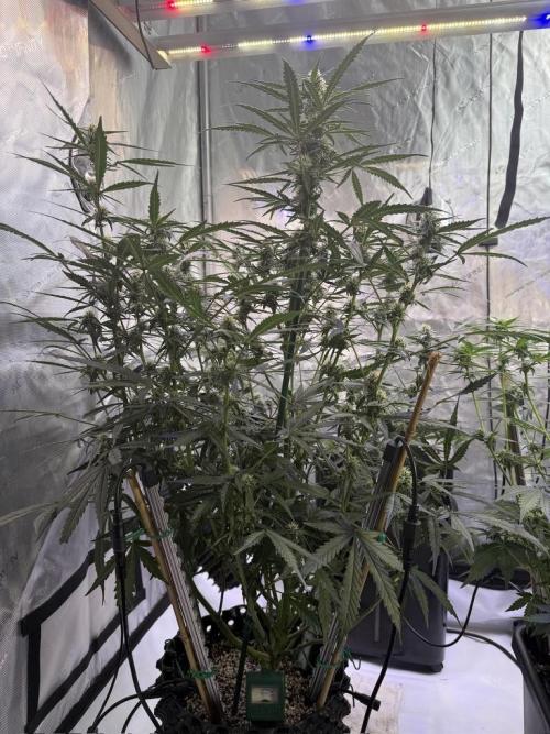Jack Herer Auto. Week 9 - Day 57
