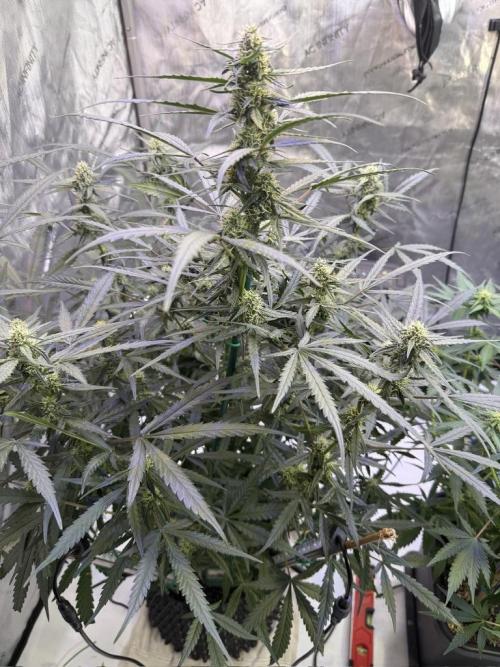 Jack Herer Auto. Week 9 - Day 57
