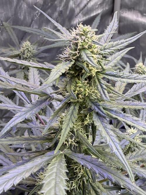 Jack Herer Auto. Week 9 - Day 57
