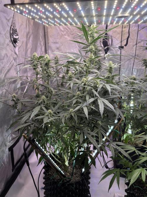 Jack Herer Auto. Week 9 - Day 59