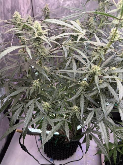 Jack Herer Auto. Week 9 - Day 59