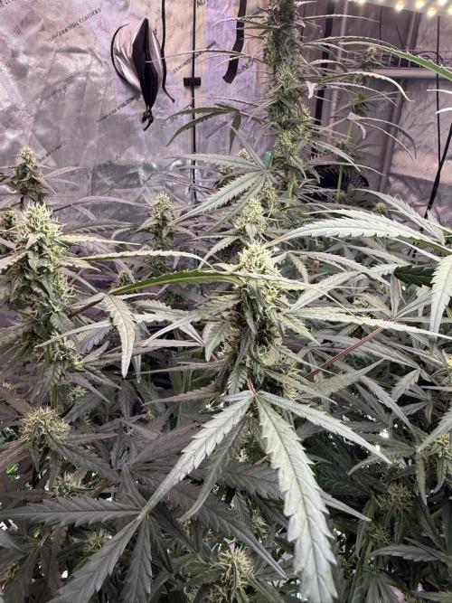 Jack Herer Auto. Week 9 - Day 59