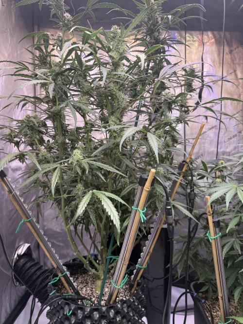 Jack Herer Auto. Week 9 - Day 61