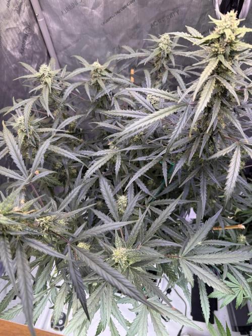 Jack Herer Auto. Week 9 - Day 61
