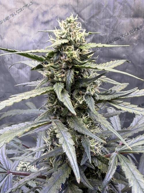 Jack Herer Auto. Week 9 - Day 61
