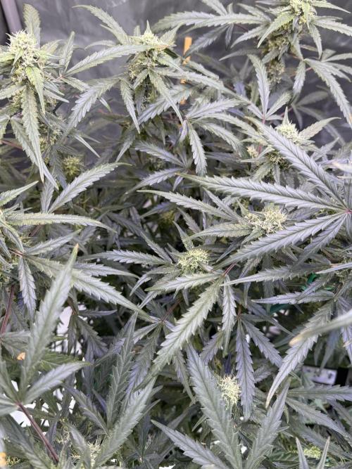 Jack Herer Auto. Week 9 - Day 61