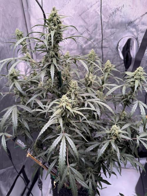 Jack Herer Auto. Week 9 - Day 63