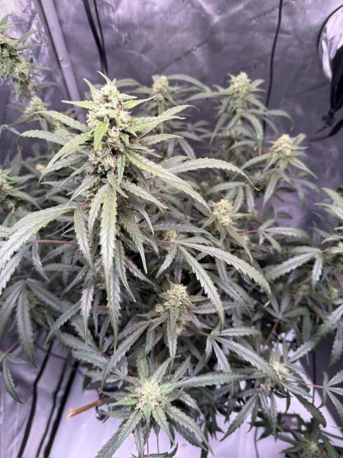 Jack Herer Auto. Week 9 - Day 63