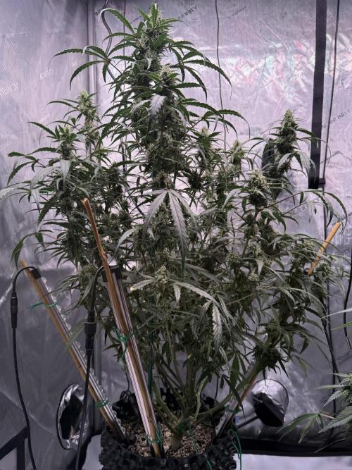 Jack Herer Auto. Week 9 - Day 63