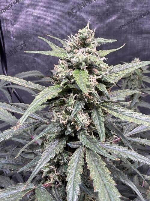 Jack Herer Auto. Week 9 - Day 63