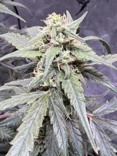 Jack Herer Auto. Week 9 - Day 63