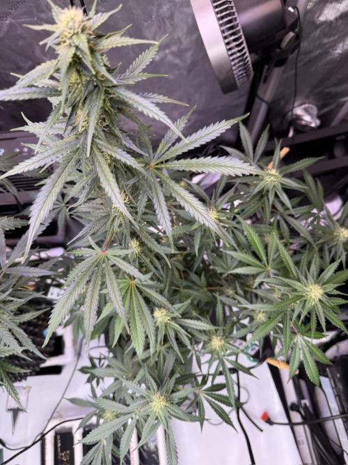 Bruce Banner 3- Autopot v Airpots. Week 8 - BB1-Day 52