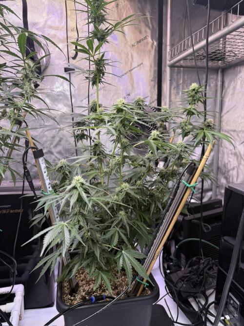 Bruce Banner 3- Autopot v Airpots. Week 8 - BB1-Day 52