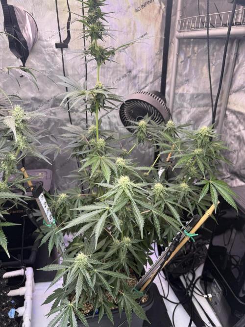 Bruce Banner 3- Autopot v Airpots. Week 8 - BB1-Day 52