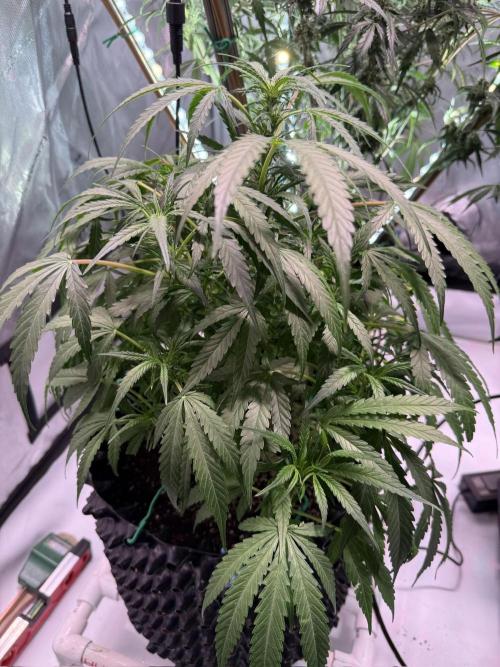 Bruce Banner 3- Autopot v Airpots. Week 8 - BB2-Day 52