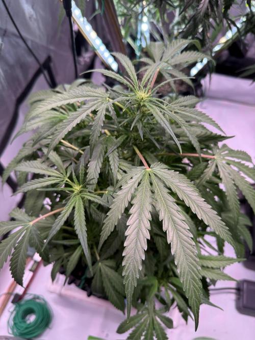 Bruce Banner 3- Autopot v Airpots. Week 8 - BB2-Day 52