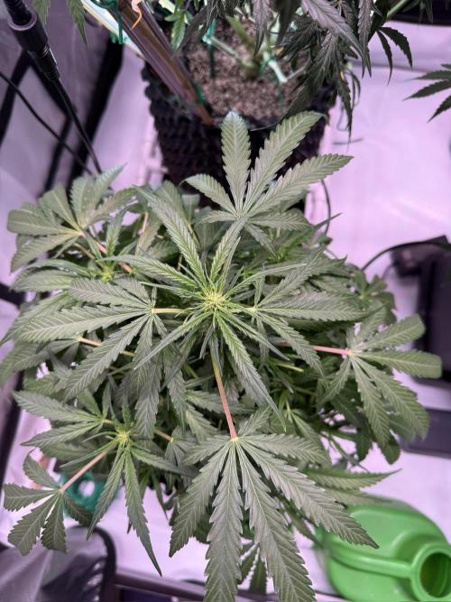 Bruce Banner 3- Autopot v Airpots. Week 8 - BB2-Day 52