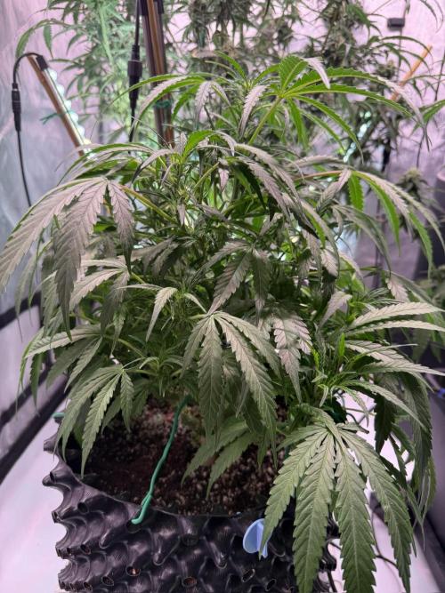 Bruce Banner 3- Autopot v Airpots. Week 8 - BB2-Day 52