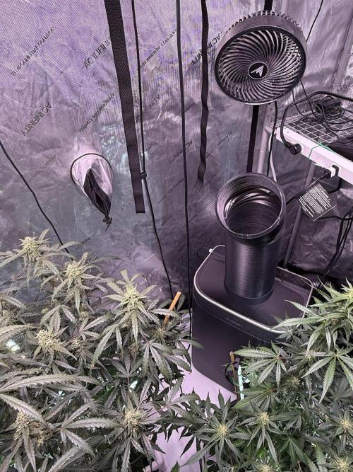 Bruce Banner 3- Autopot v Airpots. Week 8 - AC Infinity Terraform 8 3 in 1 AC/Heater/Dehumid