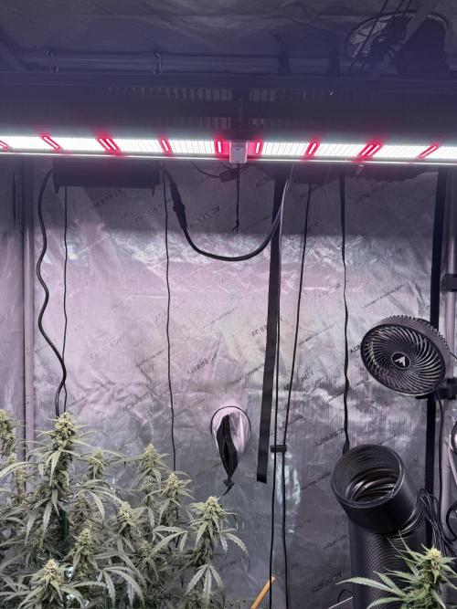 Bruce Banner 3- Autopot v Airpots. Week 8 - AC Infinity A7 Ionframe light