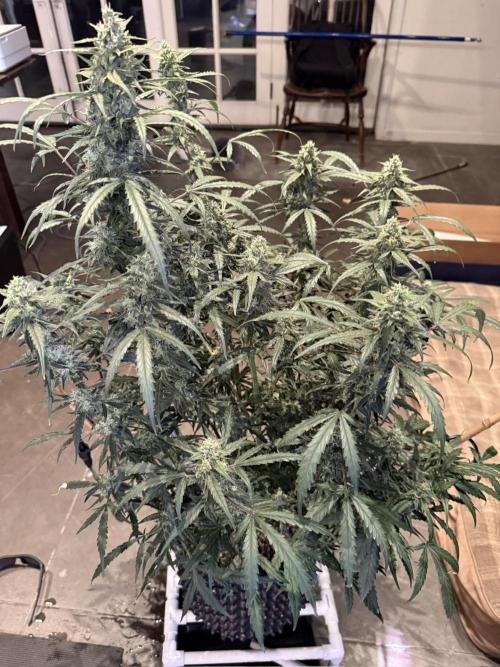 Jack Herer Auto. Week 10 - Day 64