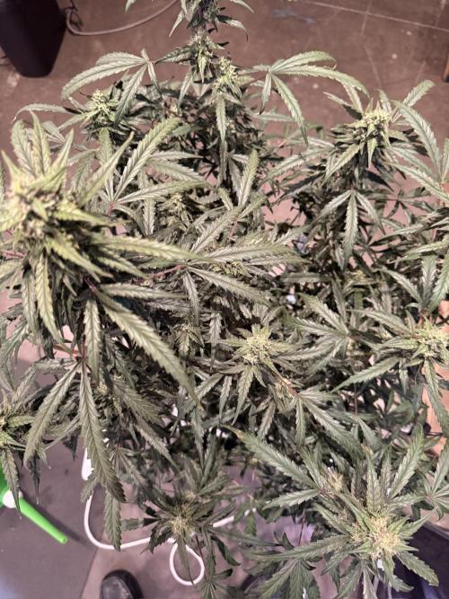 Jack Herer Auto. Week 10 - Day 64
