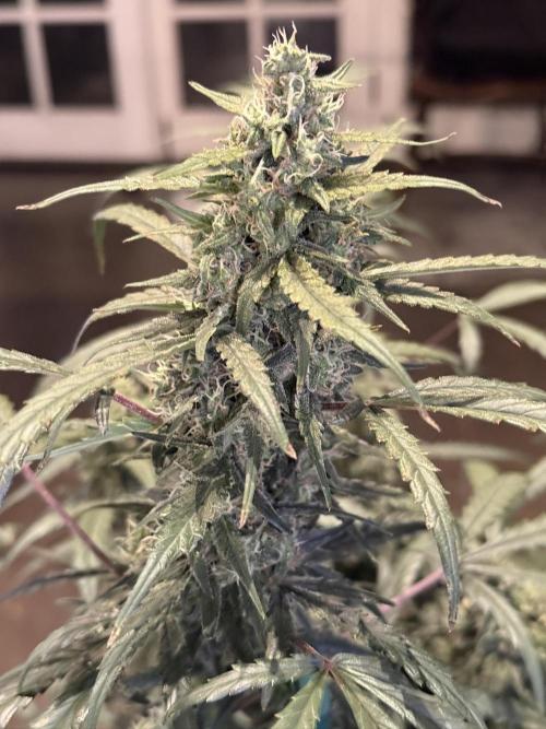 Jack Herer Auto. Week 10 - Day 64
