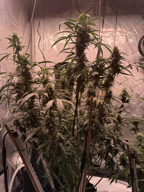 Jack Herer Auto. Week 10 - Day 66