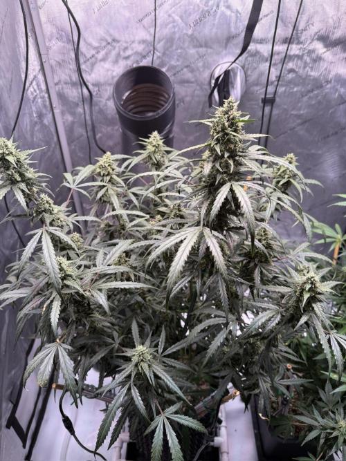 Jack Herer Auto. Week 10 - Day 66