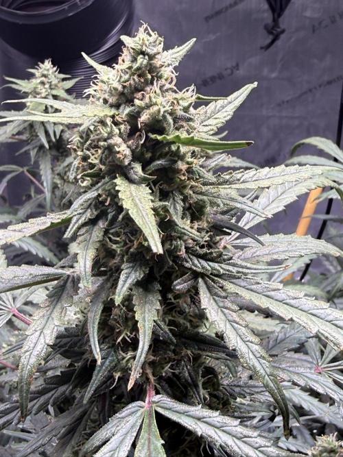 Jack Herer Auto. Week 10 - Day 66