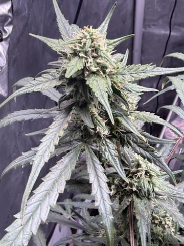 Jack Herer Auto. Week 10 - Day 66