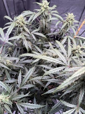 Jack Herer Auto. Week 10 - Day 66